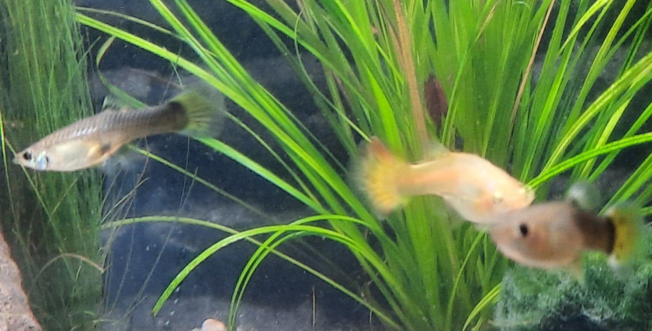 Guppy vrouwen