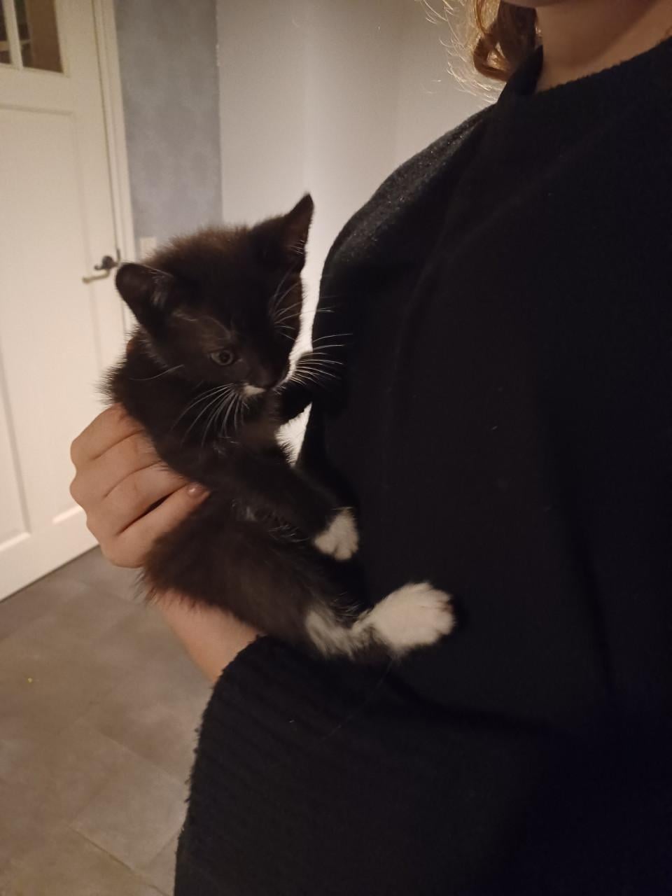 Kittens