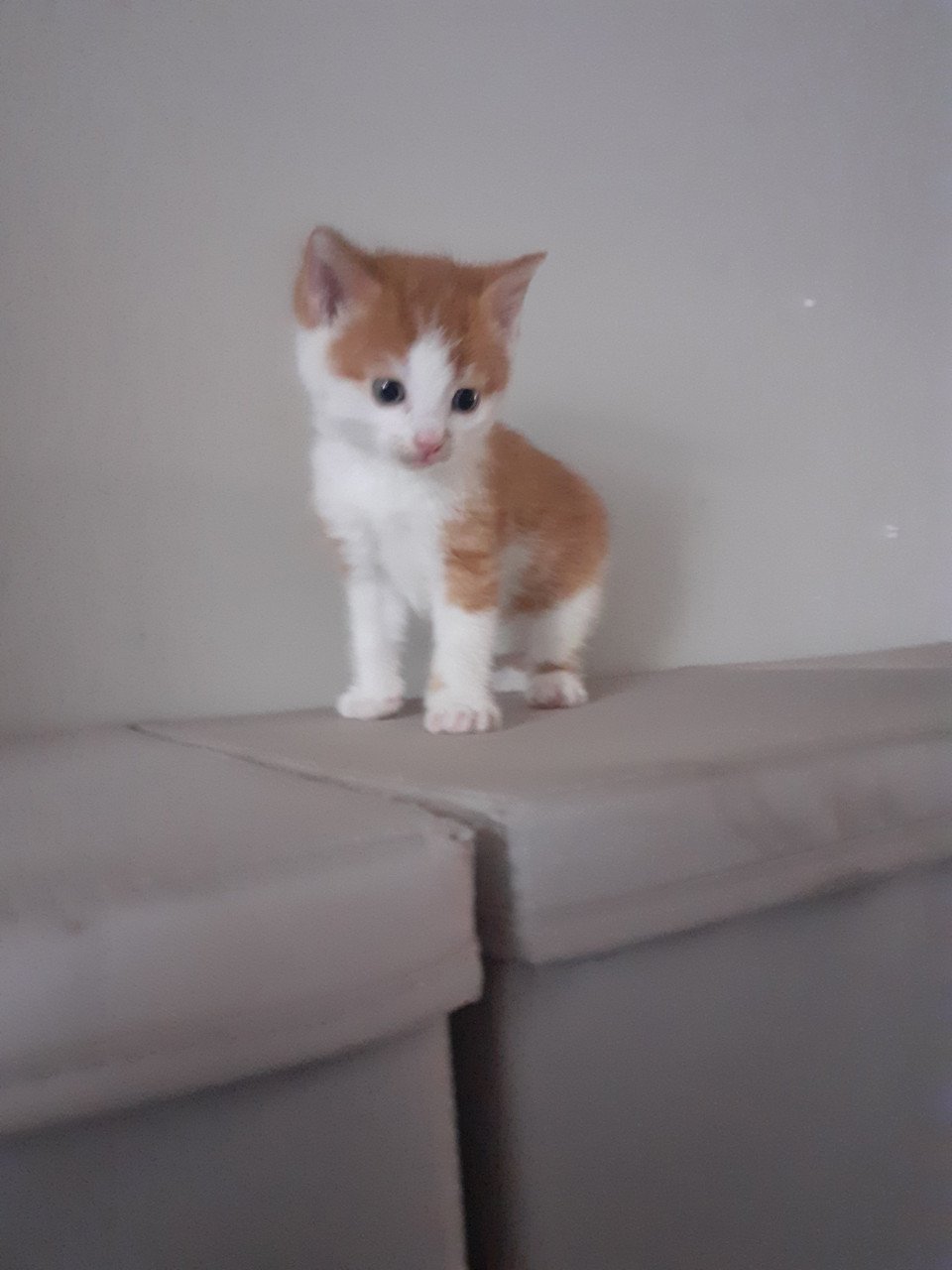 Kittens
