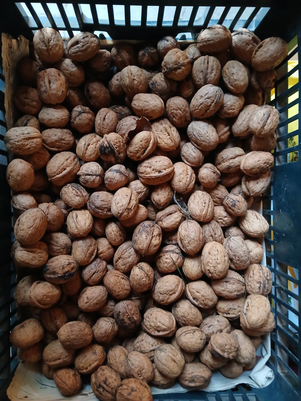 Biologische walnoten uit eigen tuin