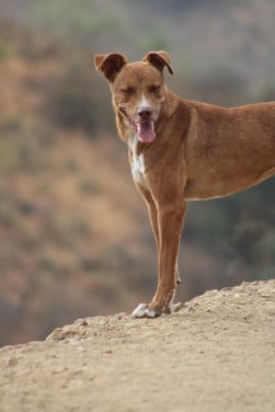 Alora Dog Rescue: Nubia wil zo graag een mand