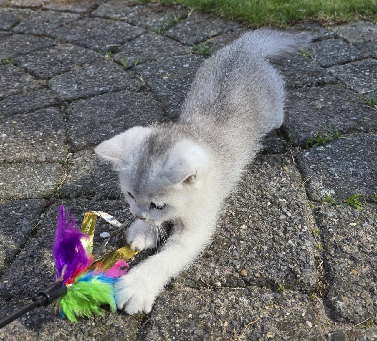 Brits korthaar silver shaded kitten (kater)