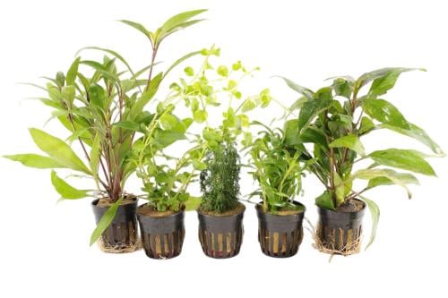 Makkelijke Aquariumplanten Mix - Aquariumplantenshop