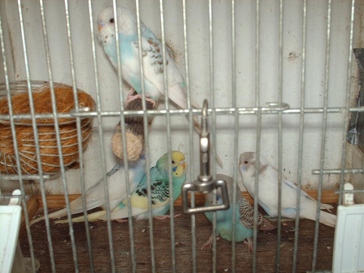 Te koop ; 5 Jonge grasparkieten.