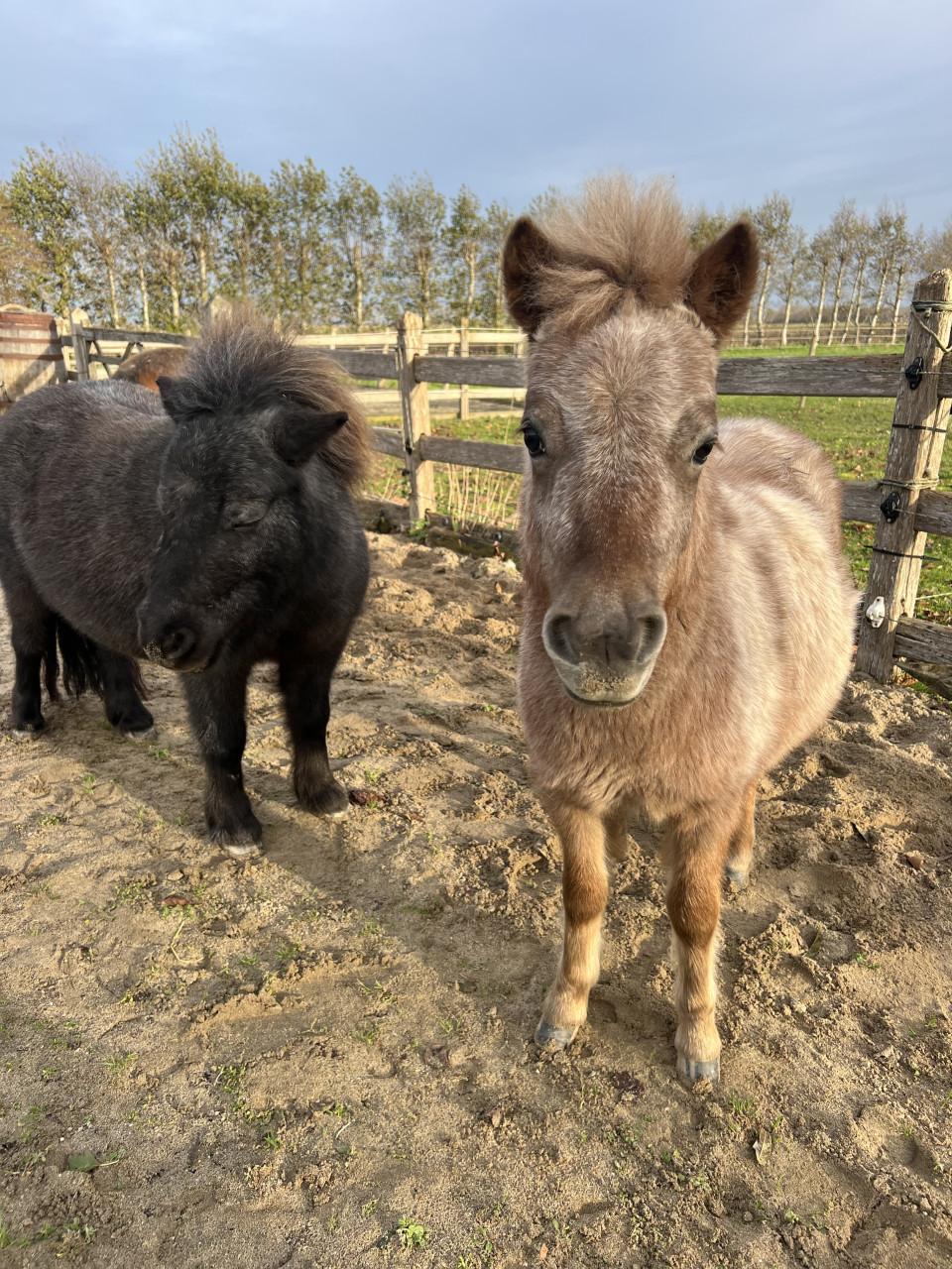 Gezocht: Een fijne en betrouwbare verzorger voor onze mini-paardjes
