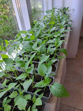 Tomaten. Paprika peper en snack komkommer planten