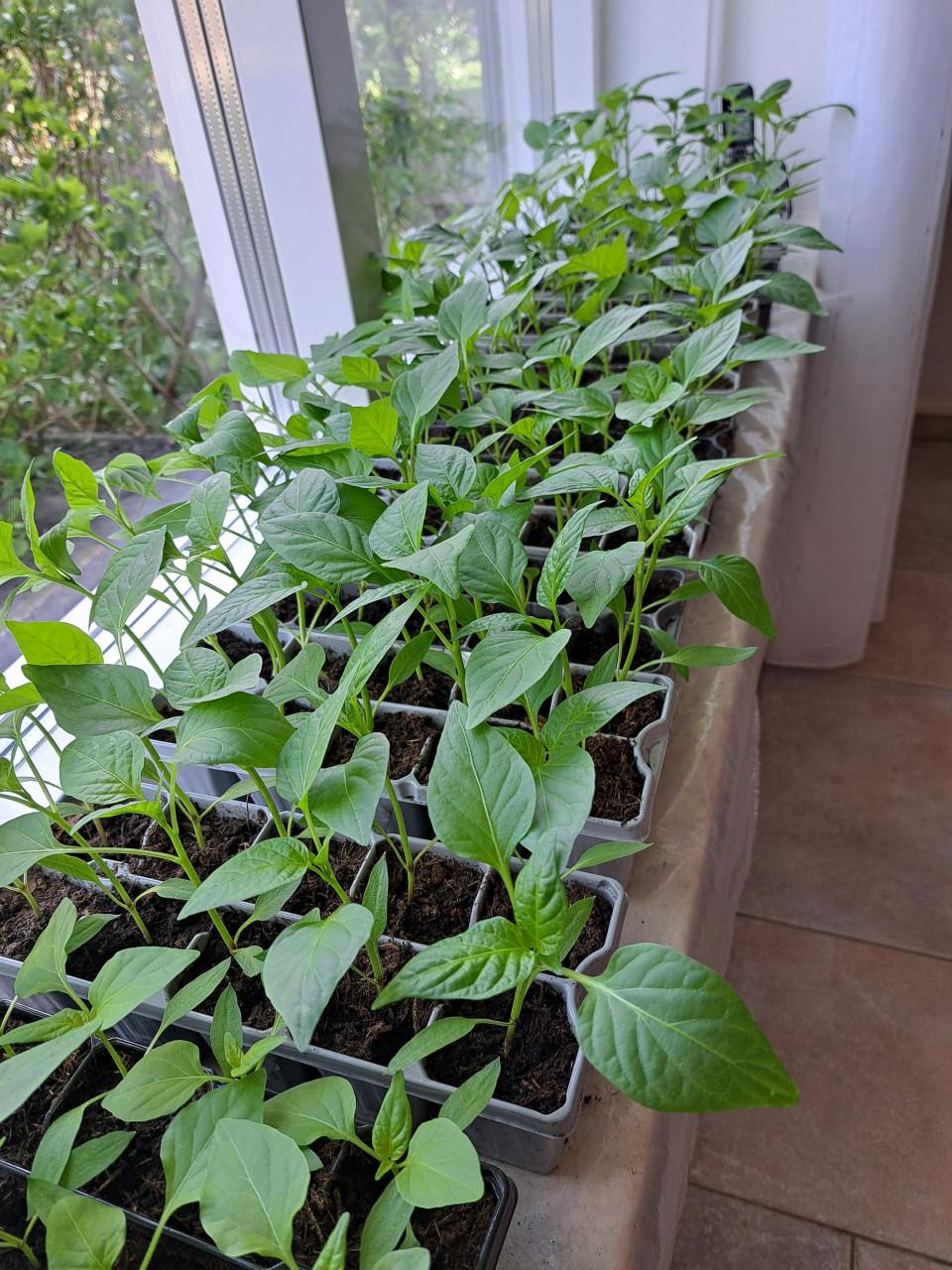 Tomaten. Paprika peper en snack komkommer planten