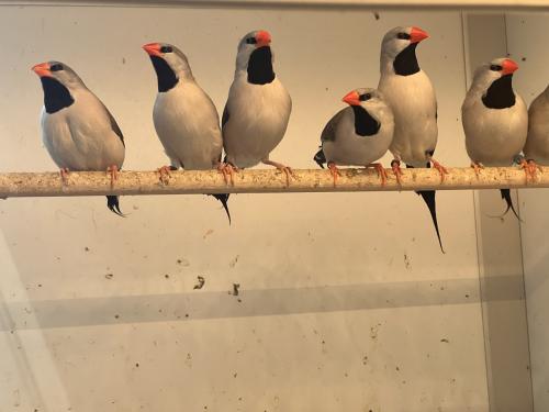 Spitsstaart amadines grijs