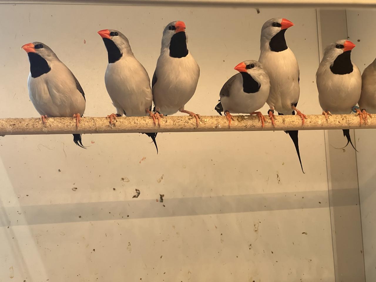 Spitsstaart amadines grijs
