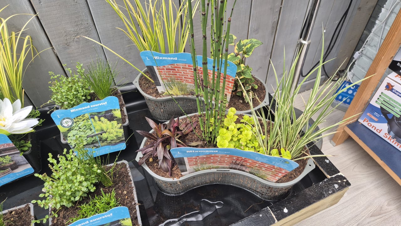 Vijverplanten