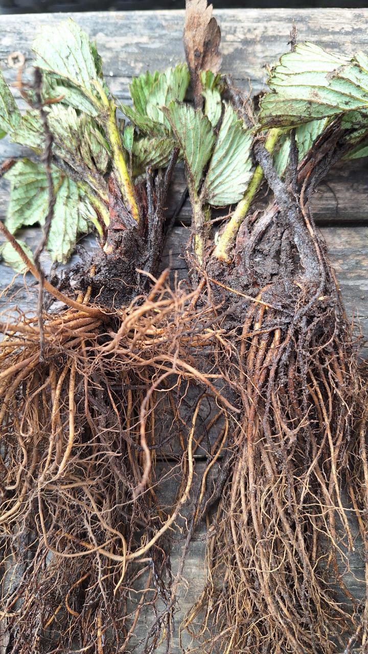 Aardbeienplanten