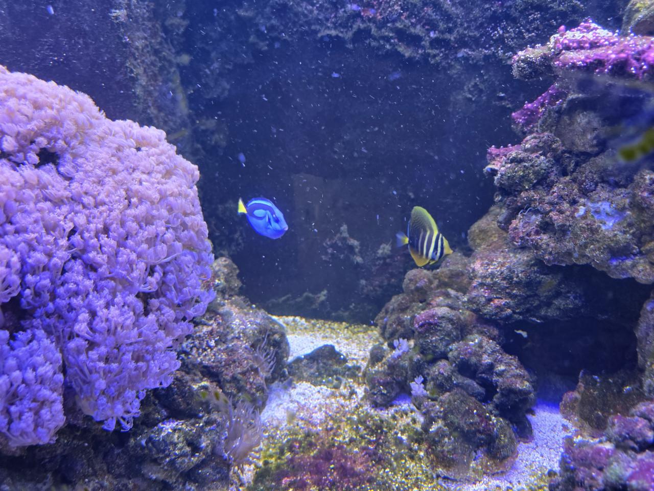 Mooi Zeewateraquarium