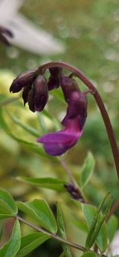 Vaste lathyrus