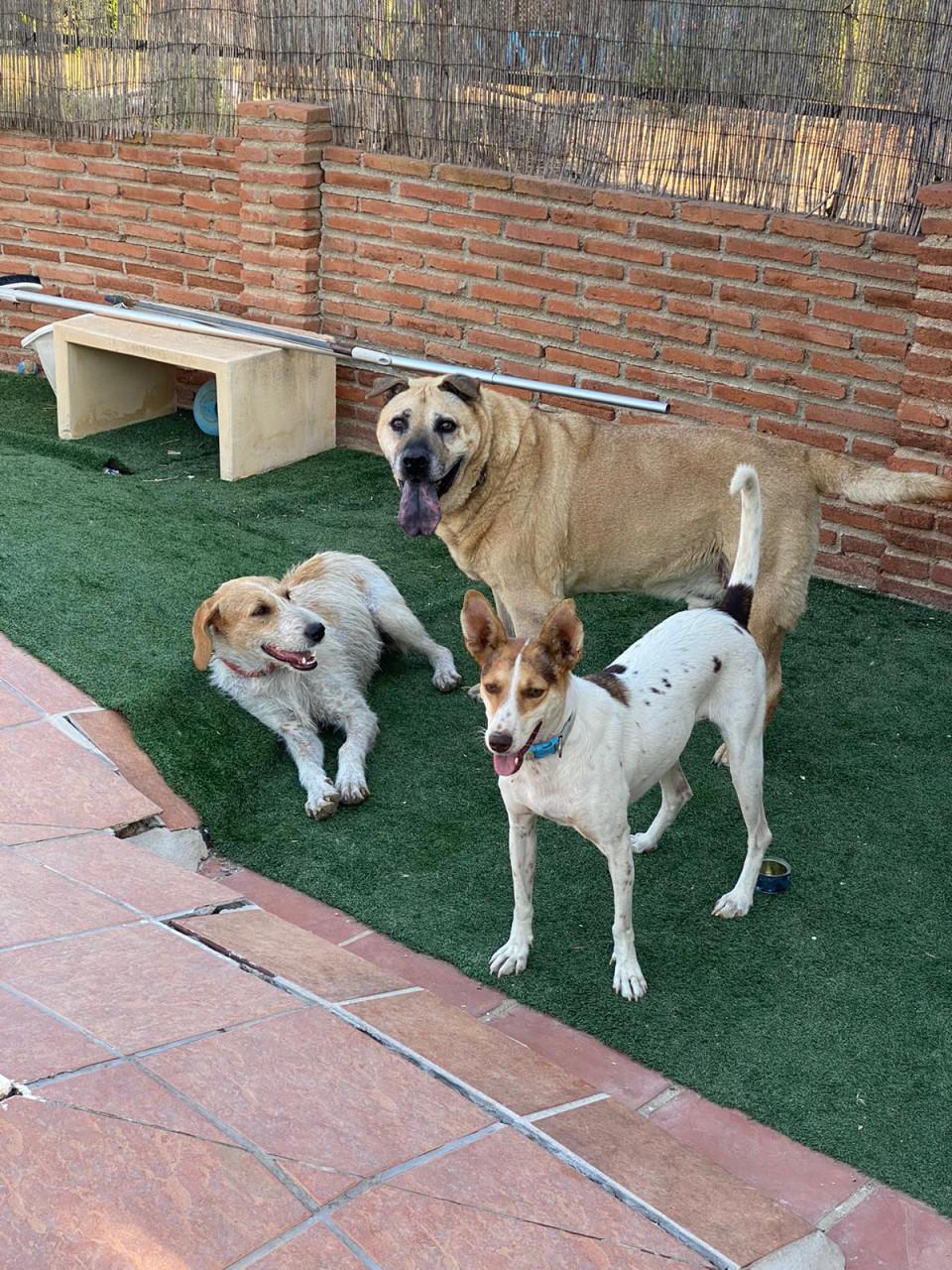 Alora Dog Rescue: Effie, wie geeft haar een thuis