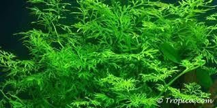 Aquariumplanten