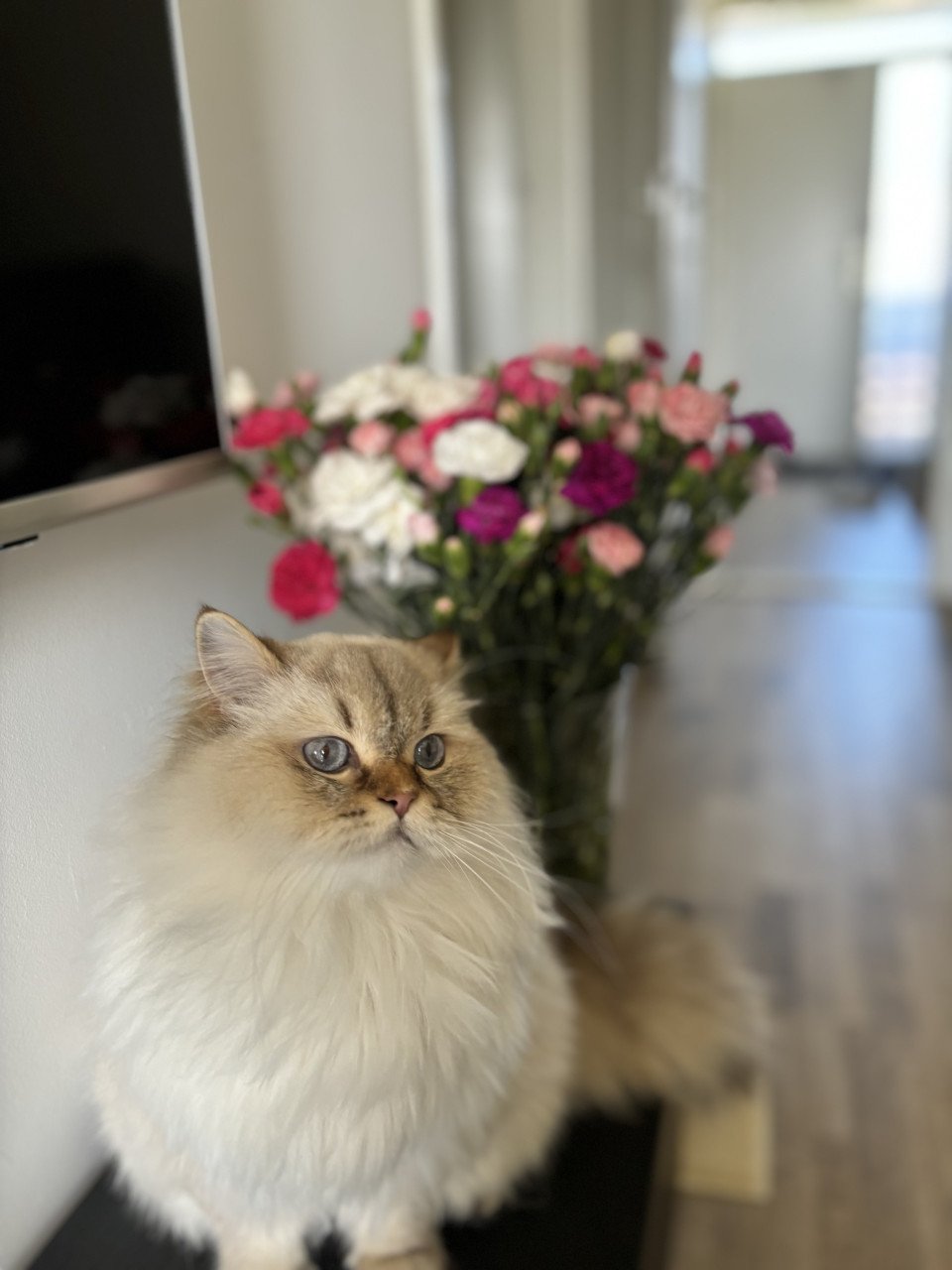 Baboe zoekt met spoed een nieuw huisje