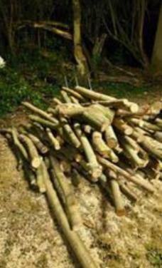 Gevraagd schone dikke takken of stammetjes (minstens 1.50m)