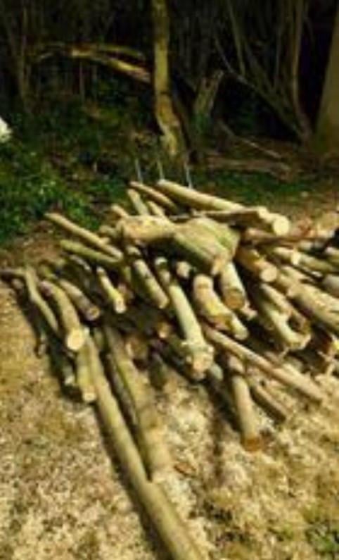 Gevraagd schone dikke takken of stammetjes (minstens 1.50m)