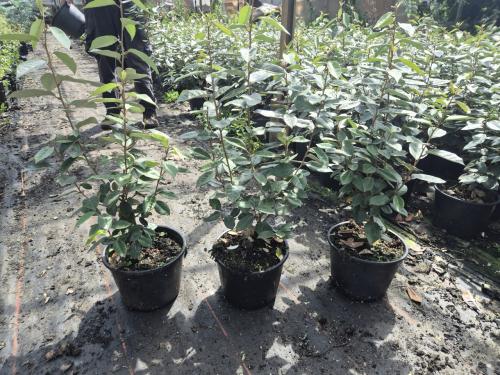 Olijfwilg potgekweekte haagplanten ca. 80 cm hoog