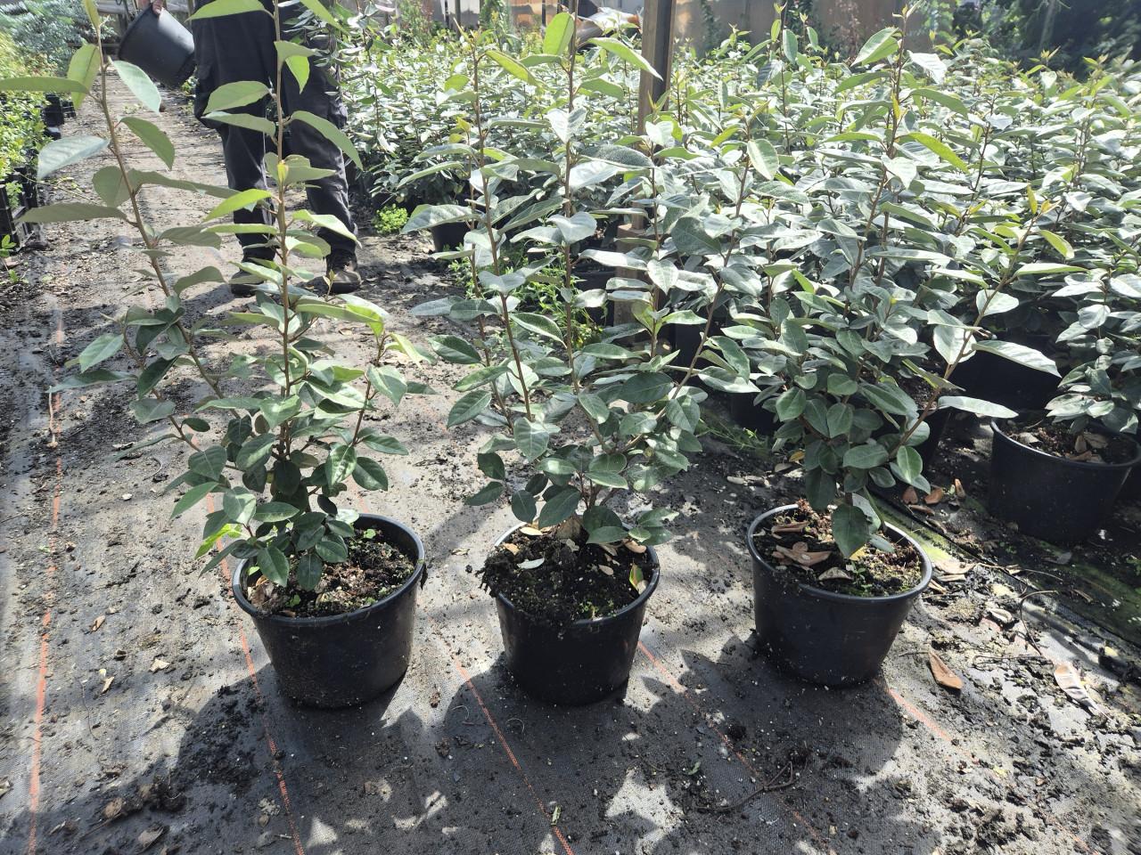 Olijfwilg potgekweekte haagplanten ca. 80 cm hoog