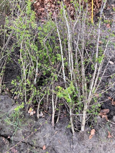 Zeeuwse haag / natuurlijke beplanting/inheemse struiken