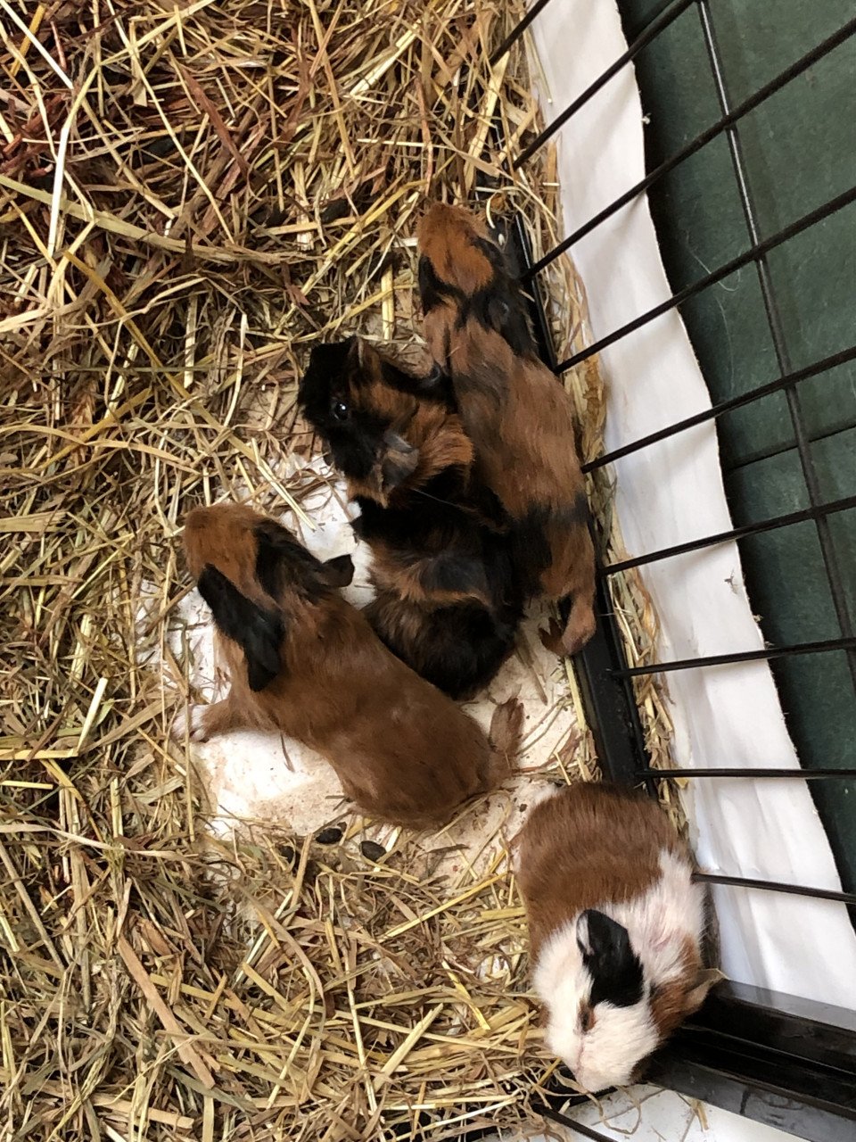 Knappe baby cavia’s