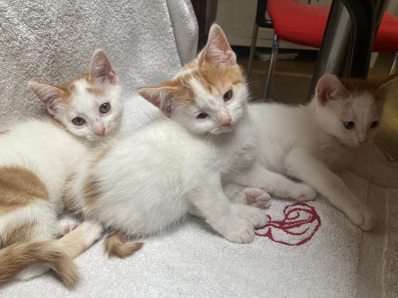 Kittens