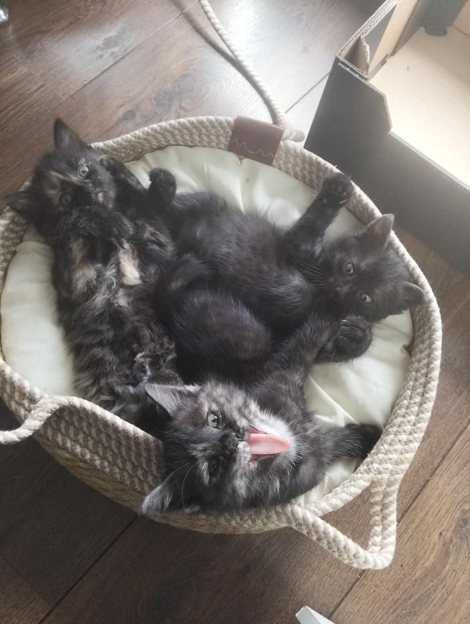 Kitten - vrouwtje