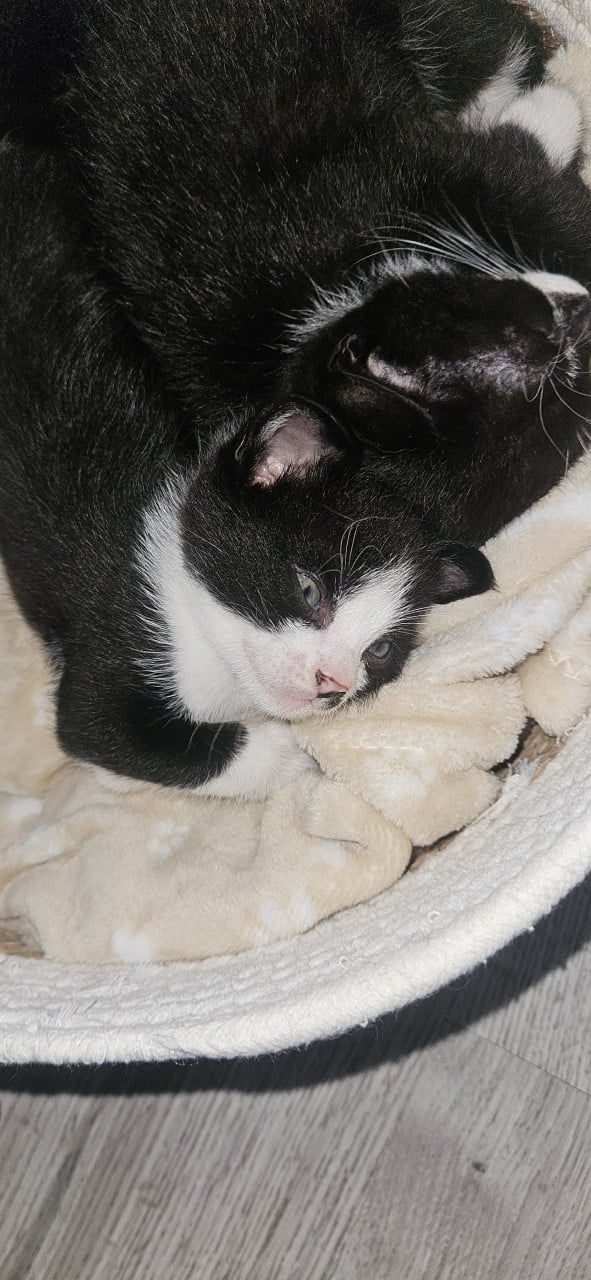 Kittens