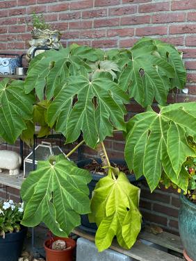 Rijstpapier plant stamhoogte 30 cm.