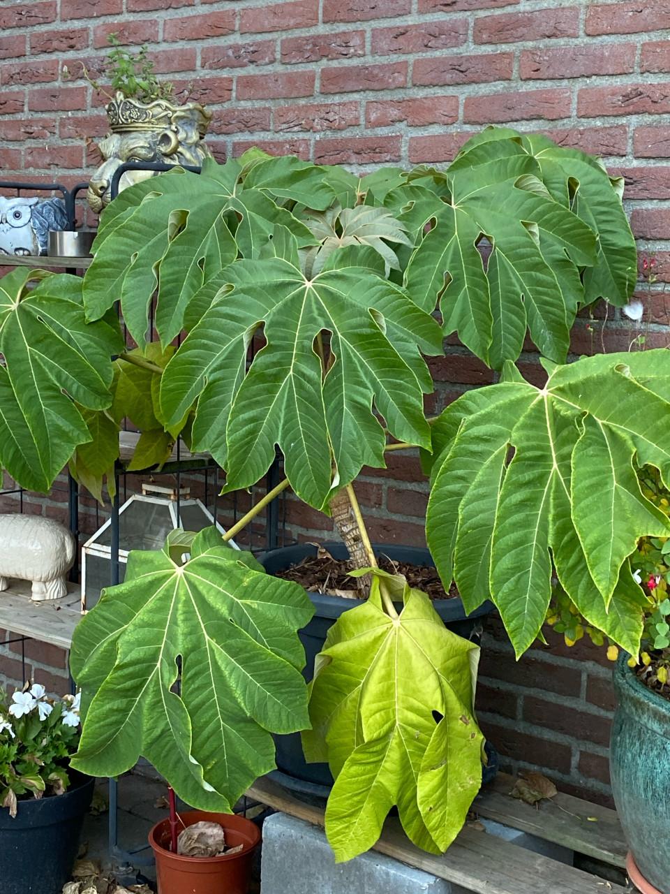 Rijstpapier plant stamhoogte 30 cm.
