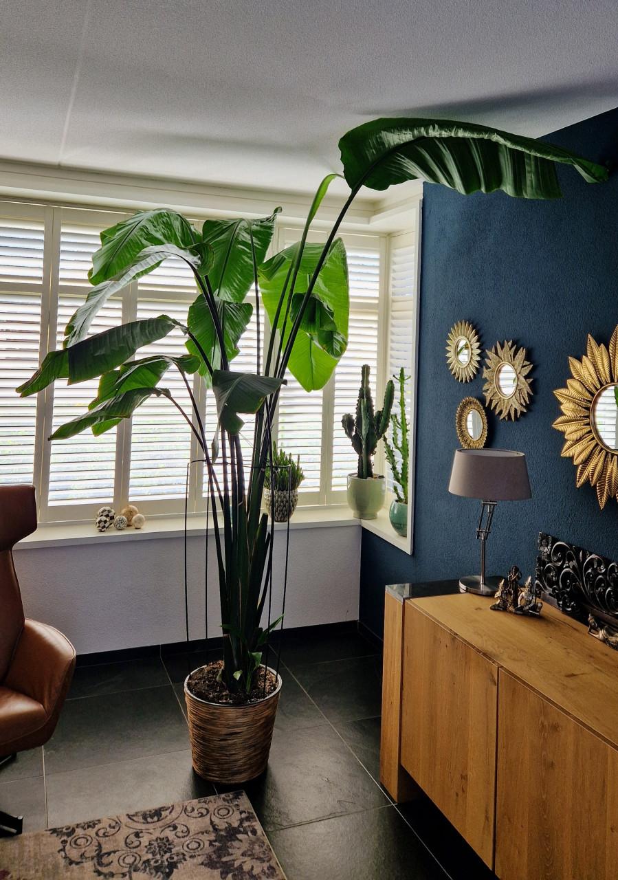 Prachtige Strelitzia Nicolai (Kamerhoog) – Direct een Urban Jungle!