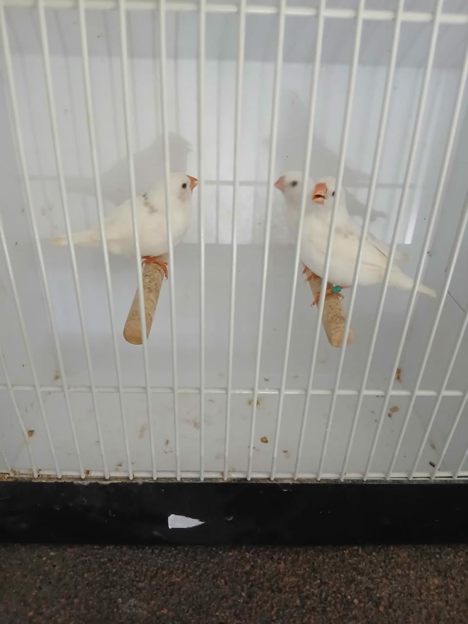 Te koop zebravinken