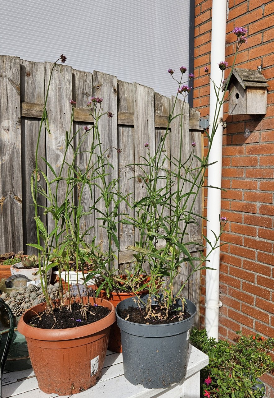 Verbena-ijzerhard