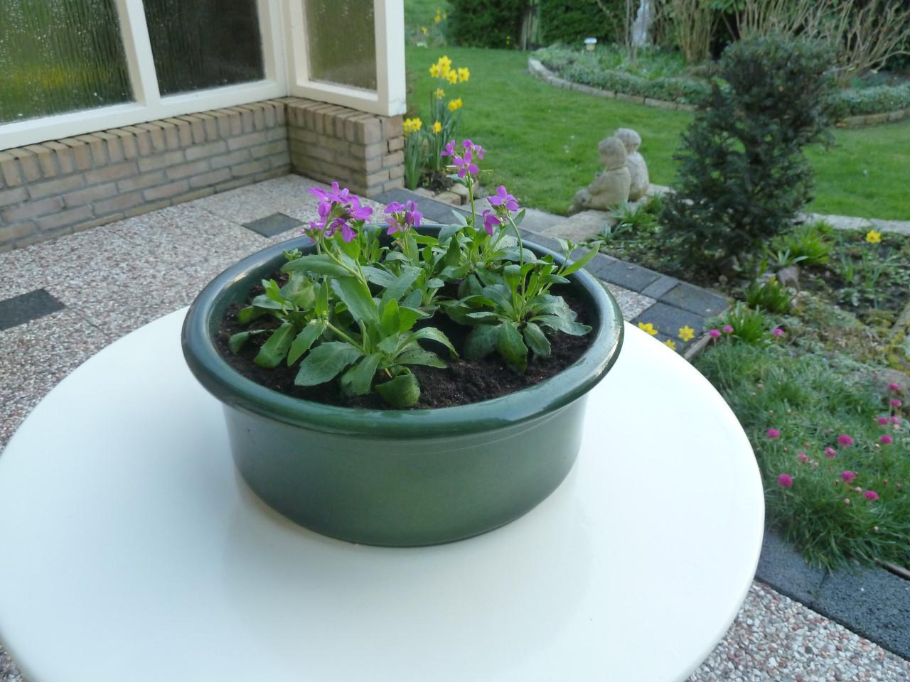 MOOIE BAK MET VASTE PLANTJES