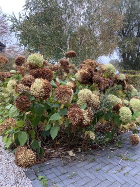 Hortensia’s  Annabel te koop