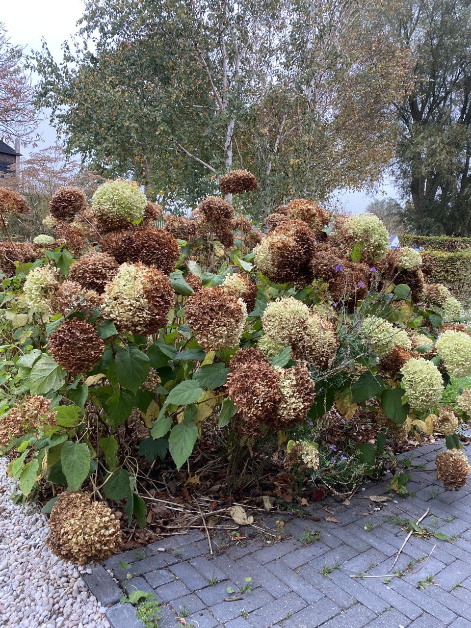 Hortensia’s  Annabel gratis af te halen