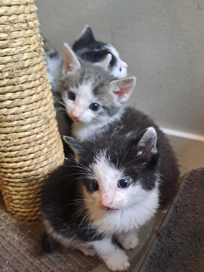 Kittens