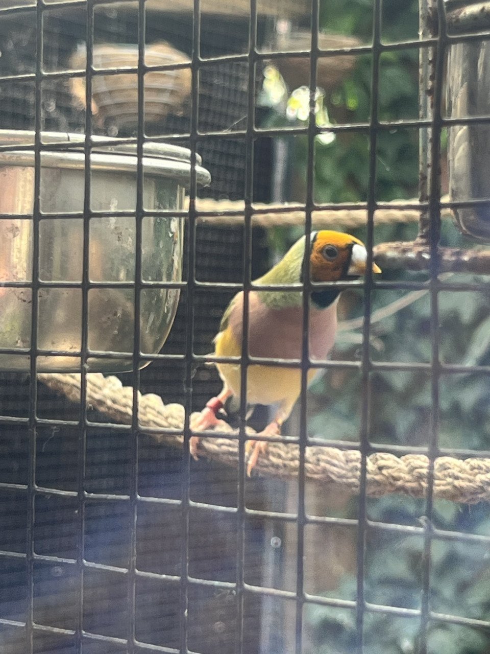 Tropische vogels