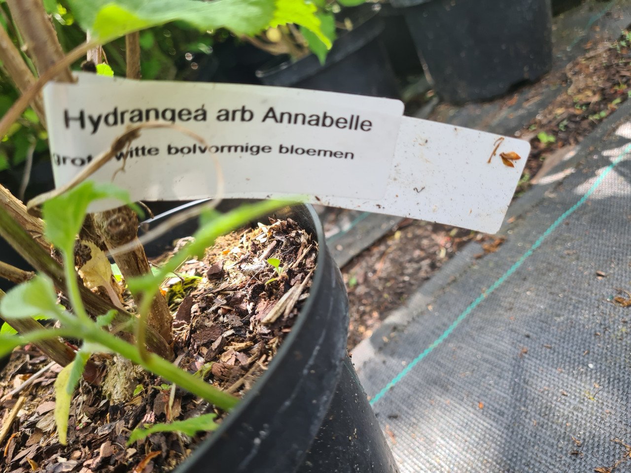 Hortensia Annabelle