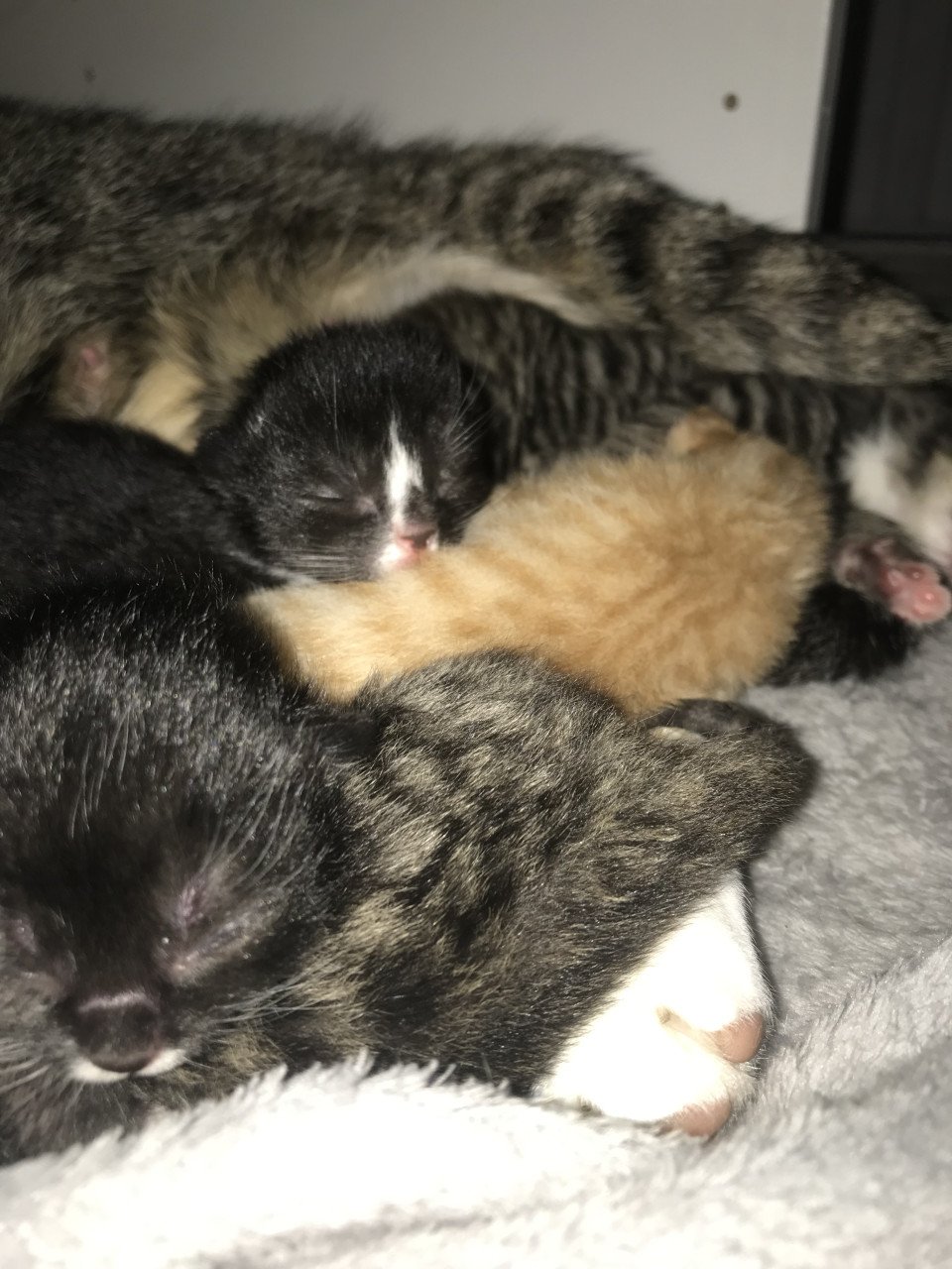 Kitten / Kittens zoeken gouden mandje! ❤️