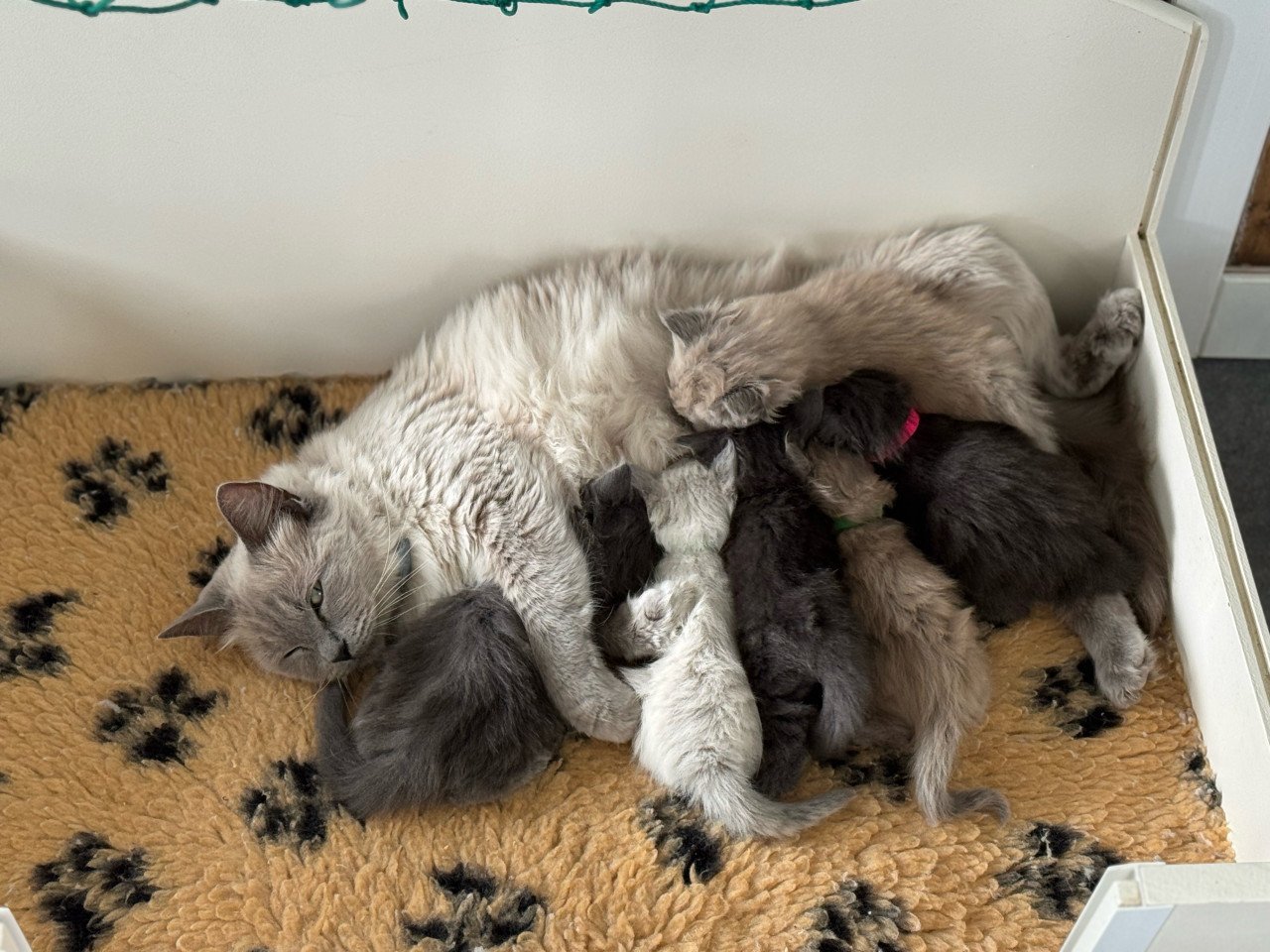 Ragdoll x Nebelung kittens