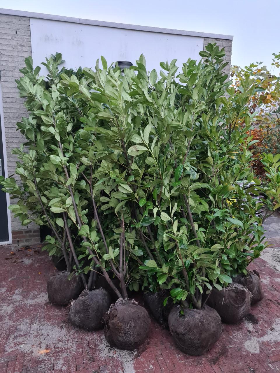 Laurier haag - Prunus Rotundifolia in alle hoogtes leverbaar