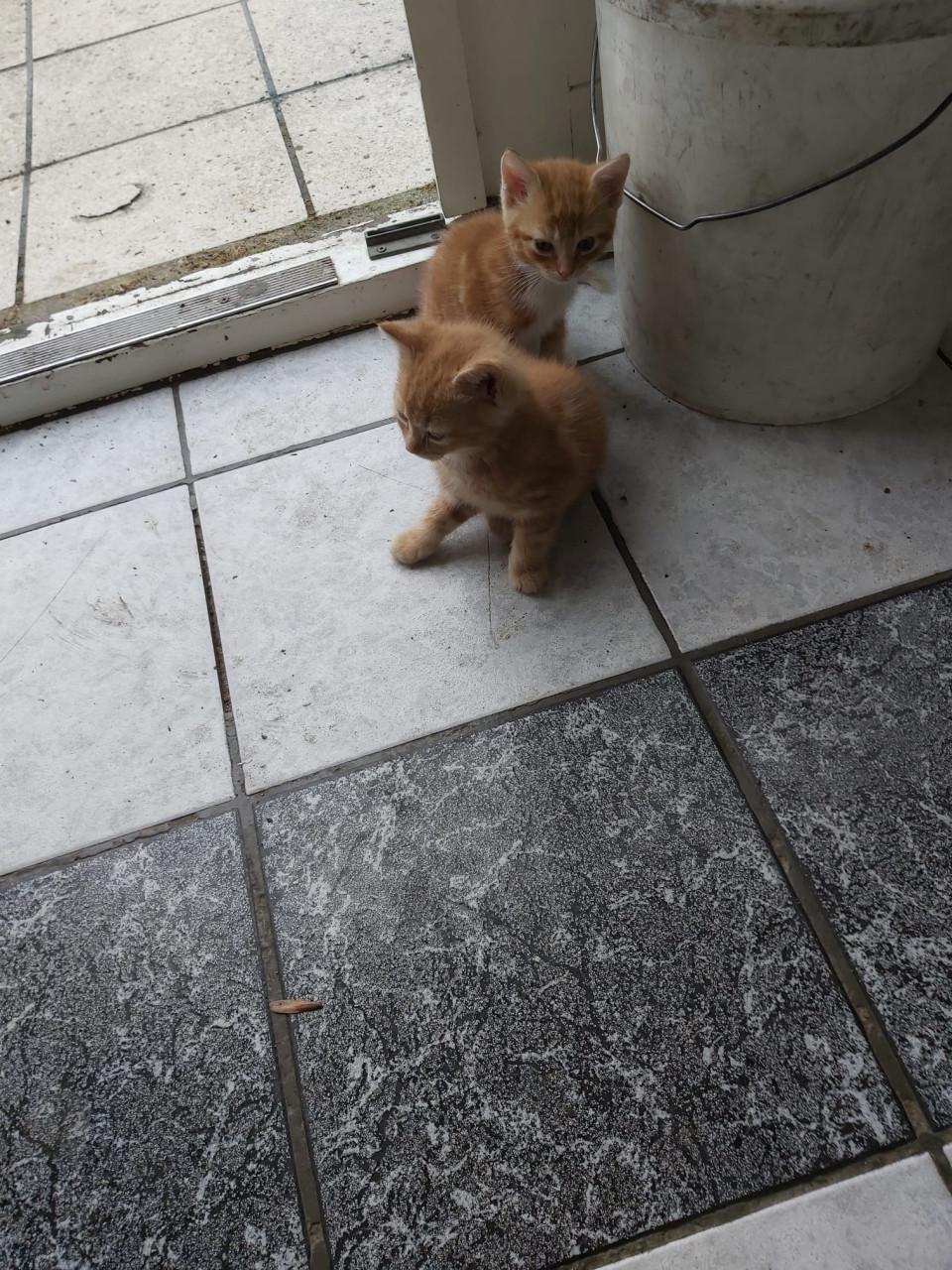 Kitten