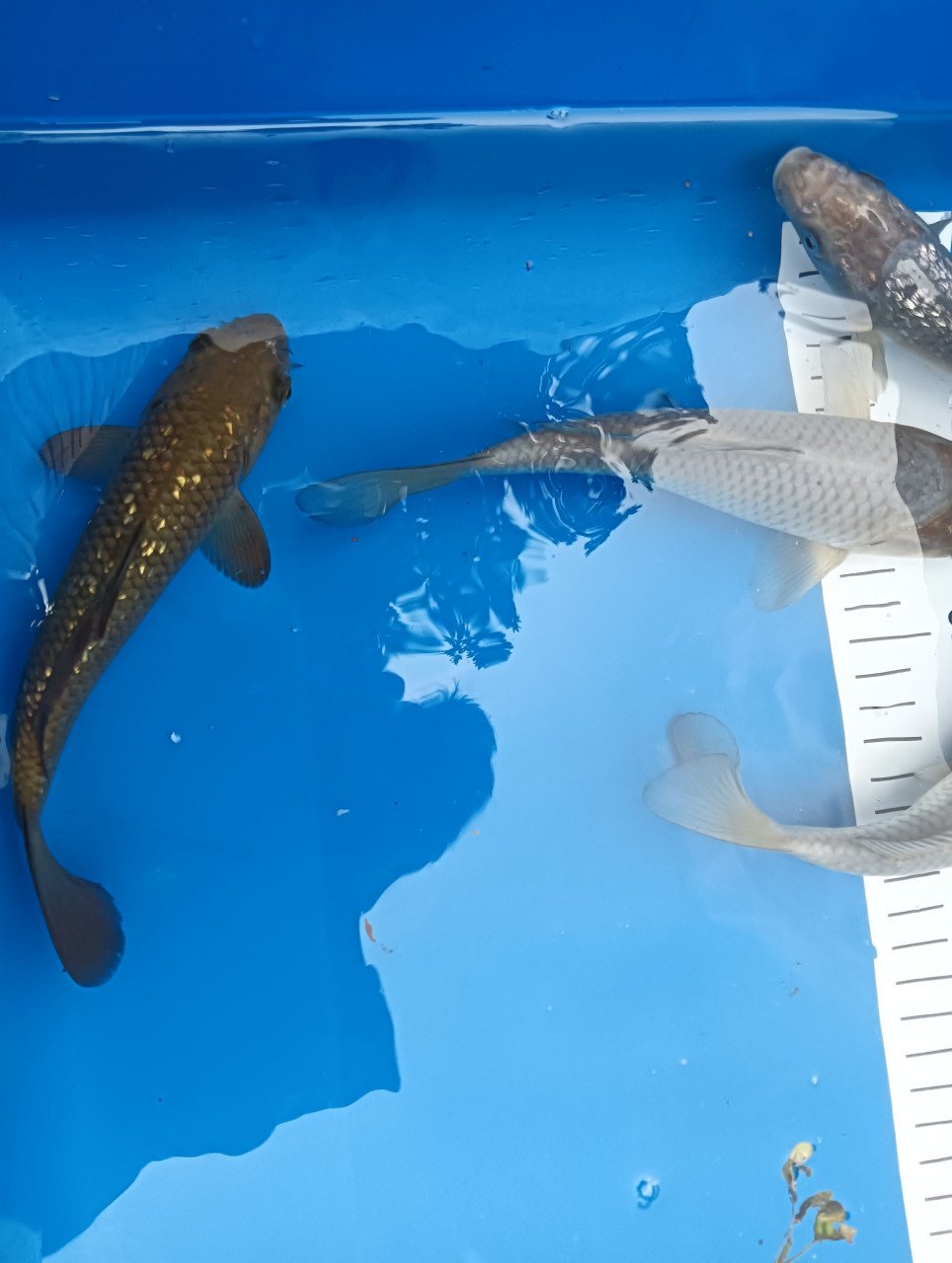 Japanse koi tosai Chagoi en soragoi