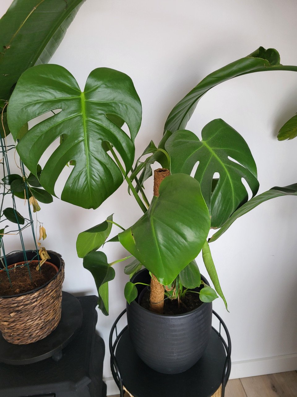 Kamerplanten
