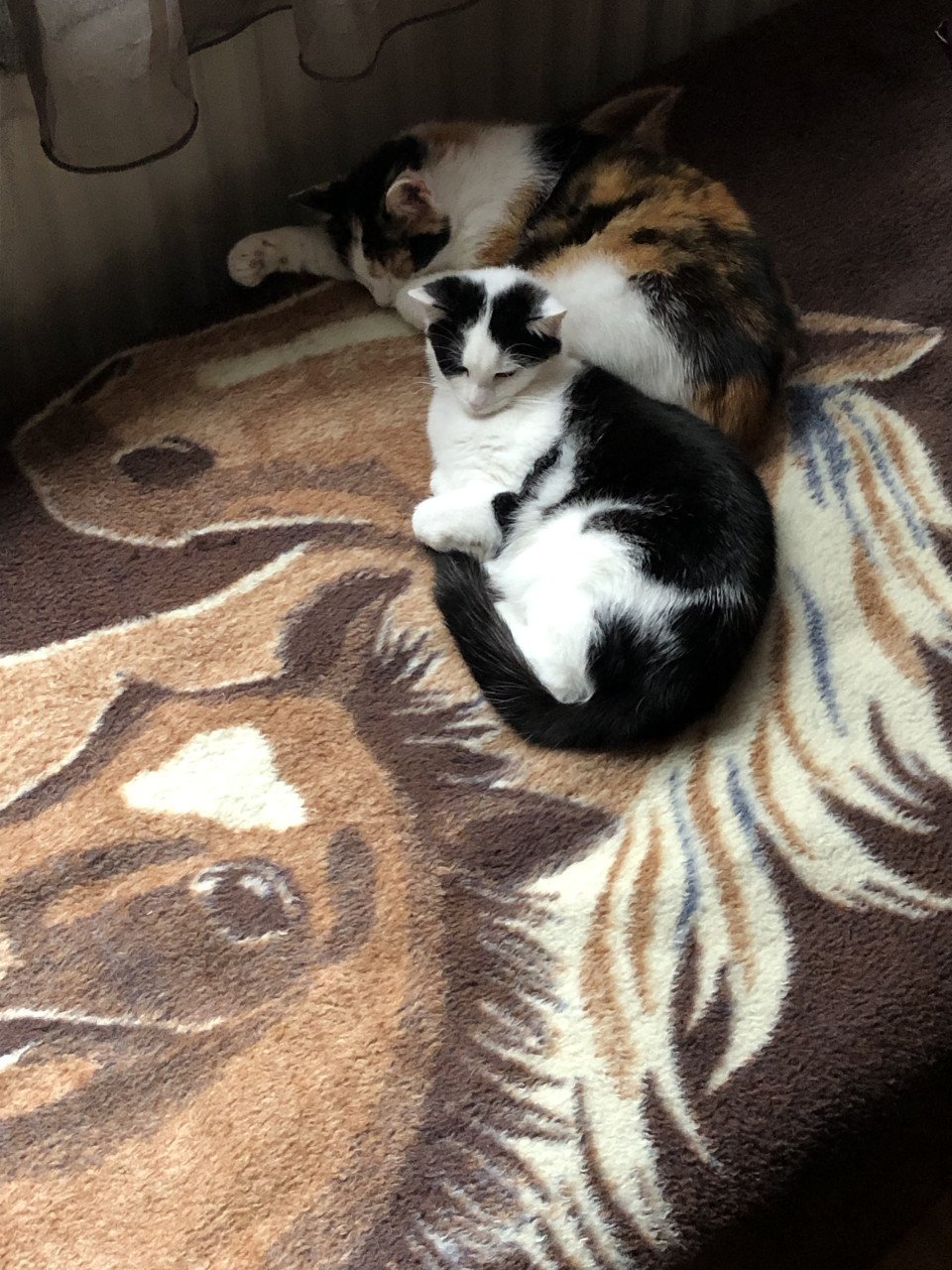 Katten