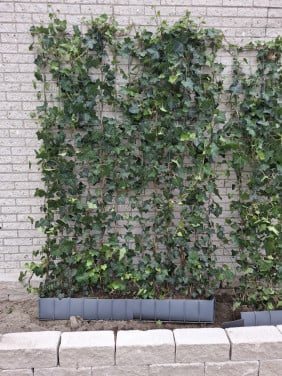 Hedera
