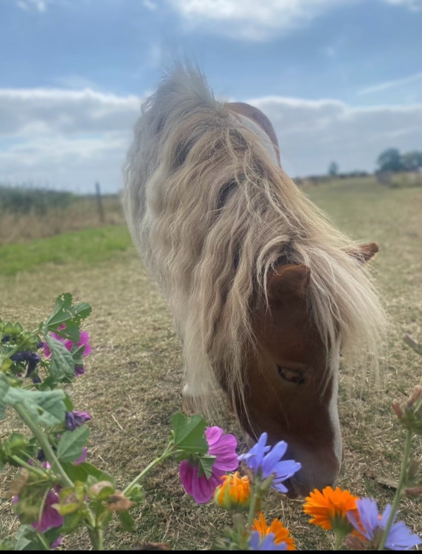 Plekje vrij voor pony (stal, wei, paddock, track)