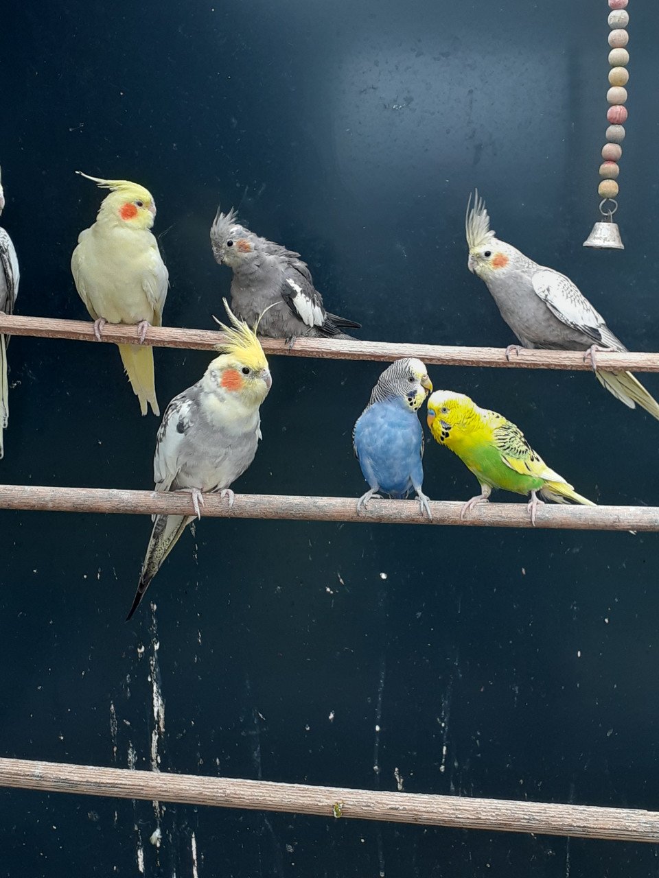 Diverse kleuren valkparkieten